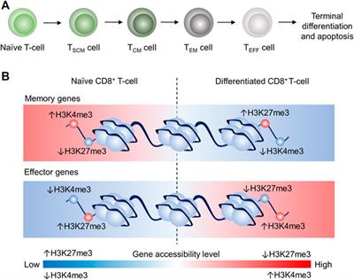 The Interplay Between Epigenetic Regulation and CD8+ T Cell Differentiation/Exhaustion for T Cell Immunotherapy